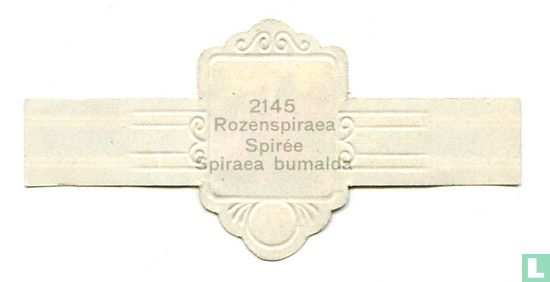 Rozenspiraea - Spiraea bumalda - Image 2