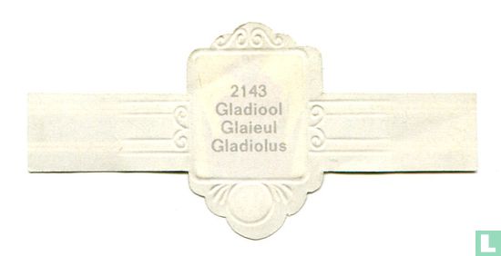 Gladiool - Gladiolus - Image 2