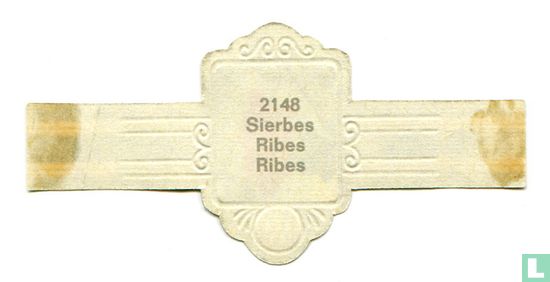 Sierbes - Ribes - Afbeelding 2