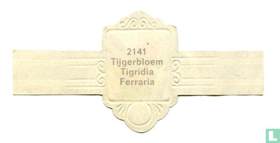 Tijgerbloem - Tigridia Ferraria - Image 2