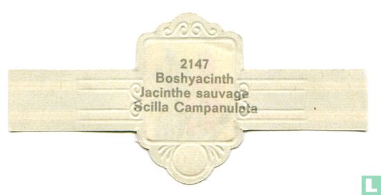 Boshyacinth - Scilla Campanulata - Afbeelding 2