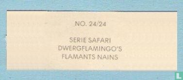 Flamants nains - Image 2