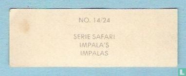 Impalas - Image 2