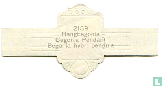 Hangbegonia - Begonia hybr. pendula - Image 2
