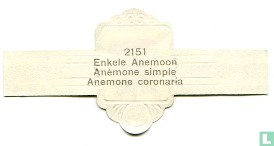 Enkele Anemoon - Anemone coronaria - Afbeelding 2