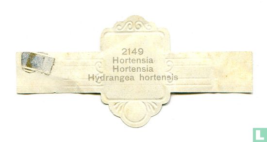Hortensia - Hydrangea hortensis - Bild 2