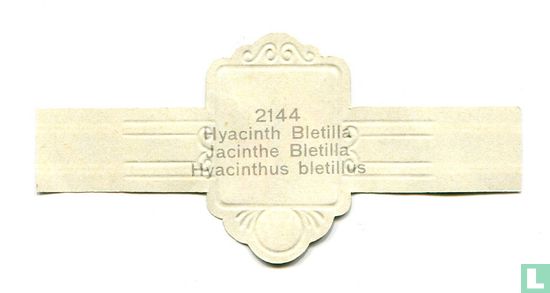 Hyacinth Bletilla - Hyacinthus bletillus - Afbeelding 2