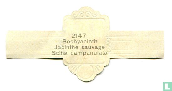 Boshyacinth - Scilla campanulata - Afbeelding 2