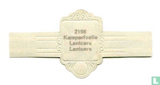 Kamperfoelie - Lonicera - Image 2