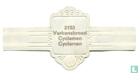 Varkensbrood - Cyclamen - Afbeelding 2