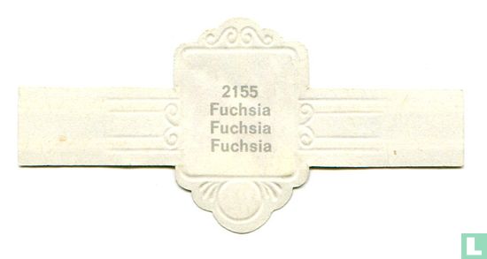 Fuchsia - Fuchsia - Afbeelding 2
