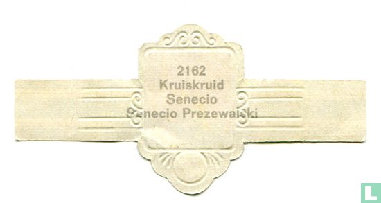 Kruiskruid - Senecio Prezewalski - Image 2
