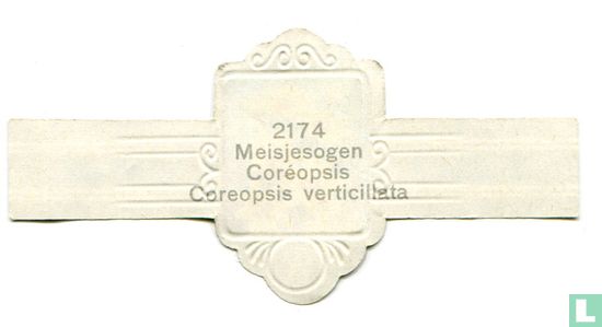 Meisjesogen - Coreopsis verticillata - Afbeelding 2