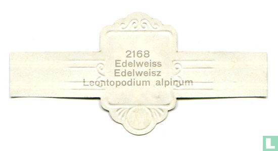Edelweiss - Leontopodium alpinum - Afbeelding 2