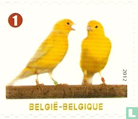 Pet Animals - Atlantic Canaries 
