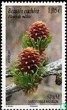 Flowers of larch