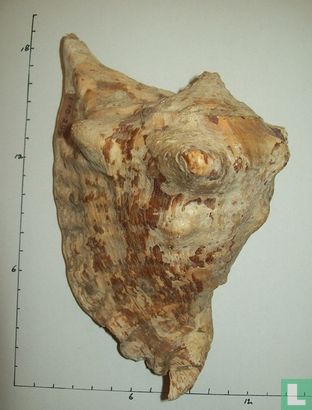 Lobatus peruvianus - Afbeelding 3