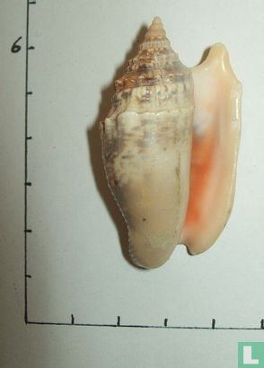 Euprotomus aurisdianae - Image 2