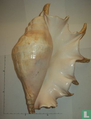 Lambis truncata - Afbeelding 1