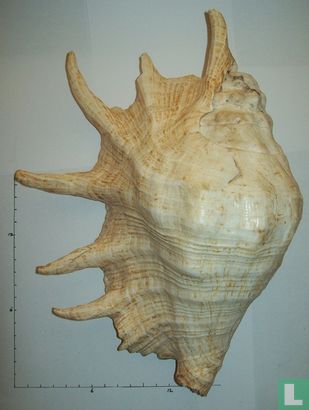 Lambis truncata - Afbeelding 2