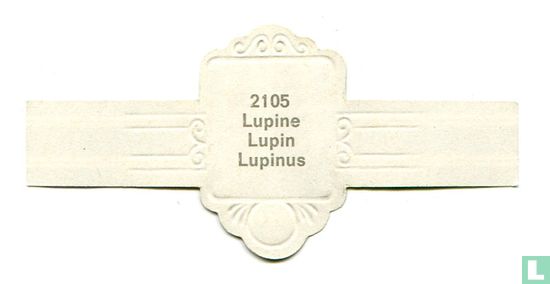 Lupine - Lupinus - Afbeelding 2