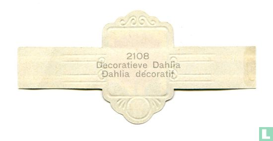 Decoratieve Dahlia - Afbeelding 2