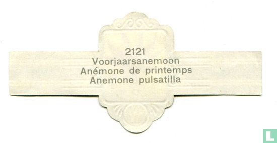 Voorjaarsanemoon - Anemone pulsatilla - Afbeelding 2