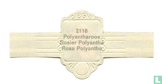 Polyantharoos - Rosa Polyantha - Afbeelding 2
