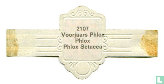 Voorjaars Phlox - Phlox Setacea - Afbeelding 2