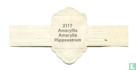 Amaryllis - Hippeastrum - Afbeelding 2
