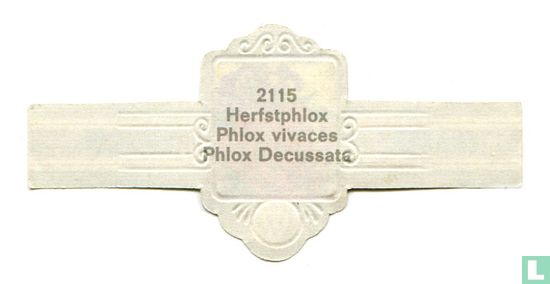 Herfstphlox - Phlox Decussata - Image 2