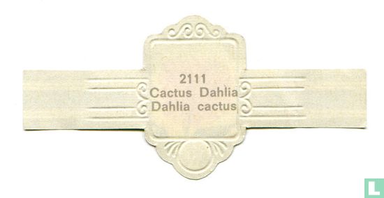 Cactus dahlia - Afbeelding 2
