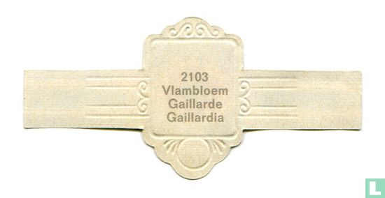 Vlambloem - Gaillardia - Image 2