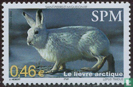 The Arctic Hare