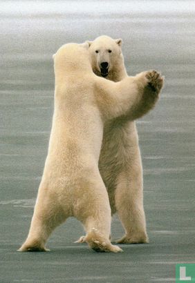 dansende IJsbeer - Bild 1