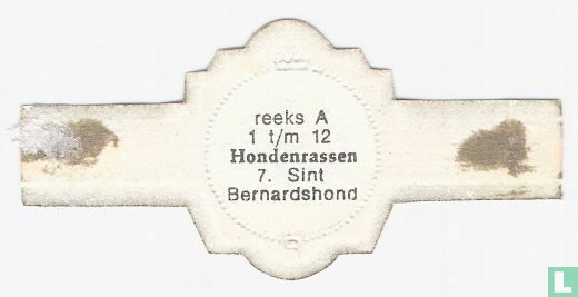 Sint Bernardshond - Afbeelding 2