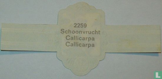 Schoonvrucht - Callicarpa - Afbeelding 2