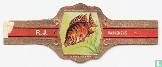 Varkensvis - Image 1