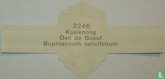 Koeienoog - Buphtalmum salicifolium - Afbeelding 2