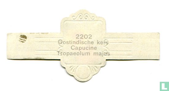 Oostindische kers - Tropaeolum majus - Afbeelding 2