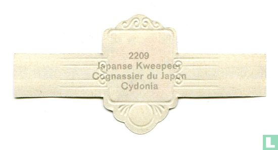 Japanse Kweepeer - Cydonia - Bild 2