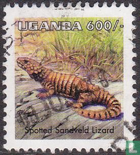 Spotted sandveld lizard