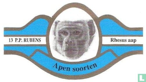 Rhesusaffe - Bild 1