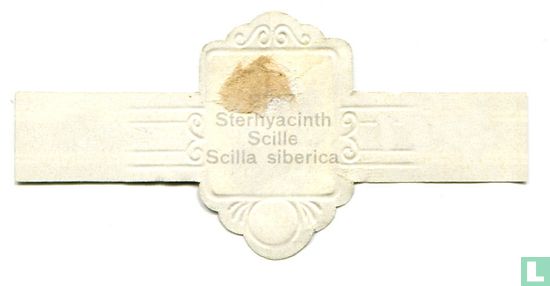 Sterhyacinth - Scilla siberica - Afbeelding 2