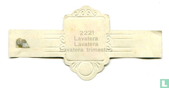 Lavatera - Lavatera trimestris - Image 2