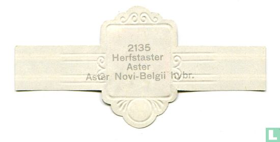 Herfstaster - Aster Novi-Belgii hybr. - Afbeelding 2