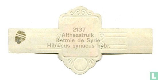 Altheastruik - Hibiscus syriacus hybr. - Afbeelding 2