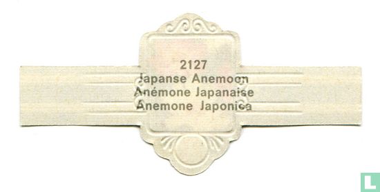 Japanse Anemoon - Anemone Japonica - Afbeelding 2