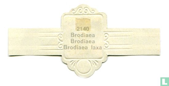 Brodiaea - Brodiaea laxa - Afbeelding 2