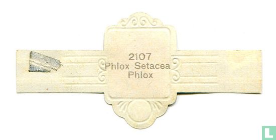 Phlox - Phlox Setacea - Afbeelding 2